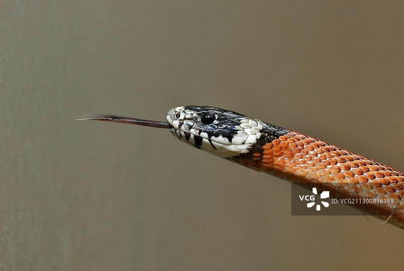 锡那罗亚奶蛇图片素材