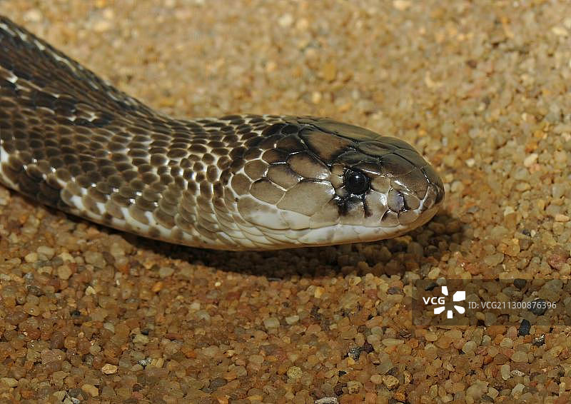 印度眼镜蛇图片素材