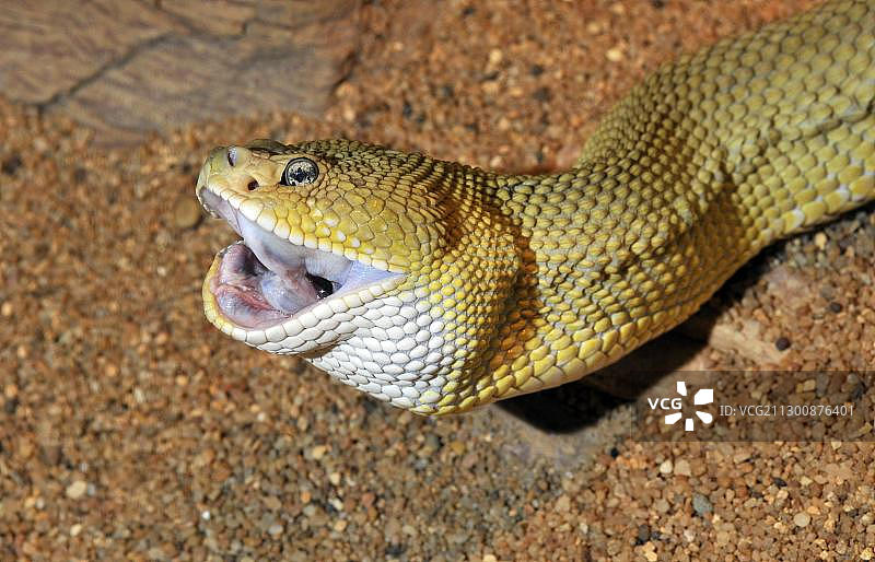 墨西哥西海岸响尾蛇图片素材