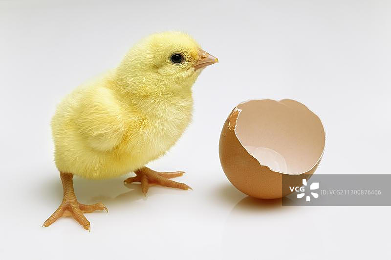 刚孵化的小鸡和破碎的蛋壳图片素材