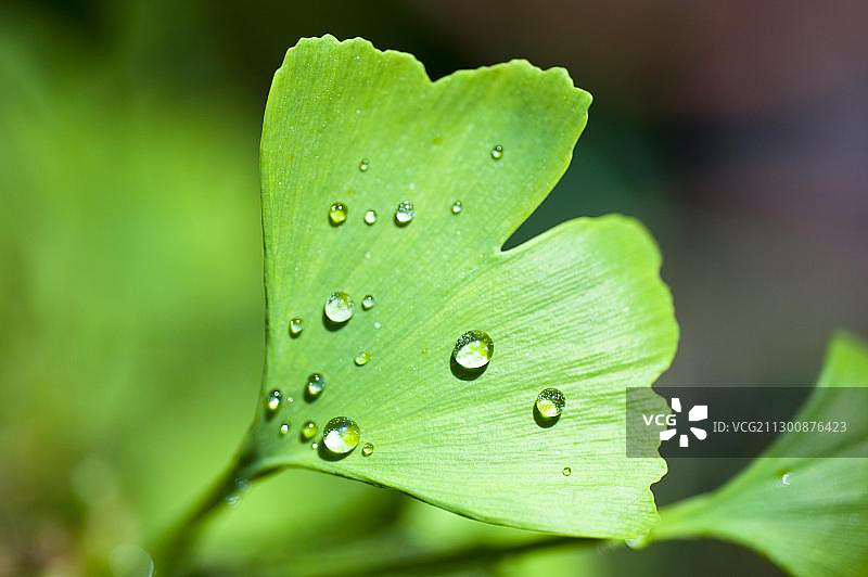 覆盖着水滴的银杏叶图片素材