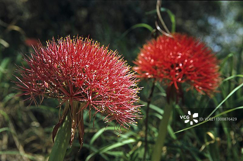 血花（虎耳兰）图片素材