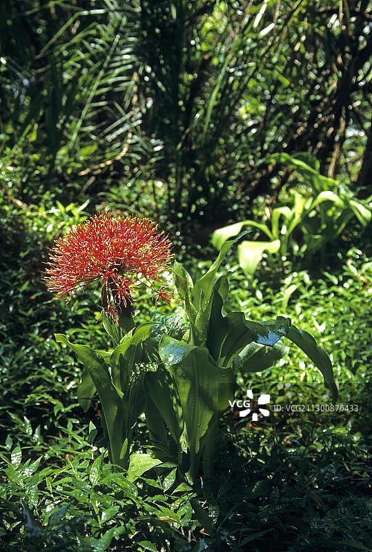 血花（虎耳兰）图片素材