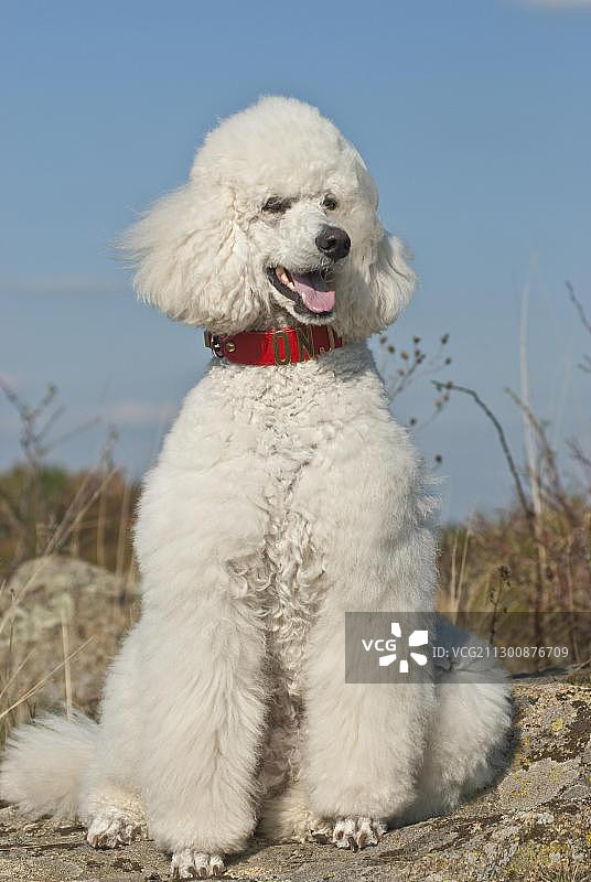 坐着的大型白色贵宾犬图片素材