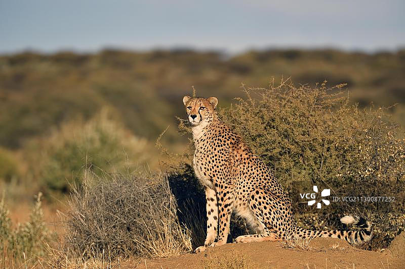 猎豹，纳米比亚埃托沙国家公园图片素材