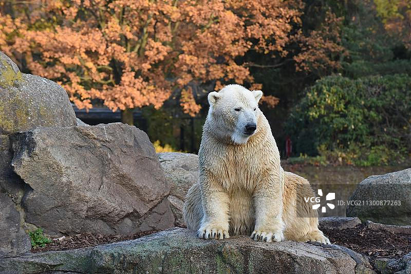 坐在一块岩石上的北极熊，圈养，德国柏林动物园图片素材