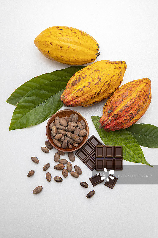 香醇美味的可可豆巧克力和新鲜的可可果实图片素材