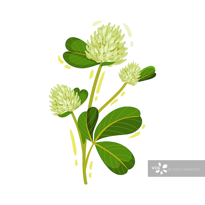 绿色茎上的白色三叶草花头图片素材