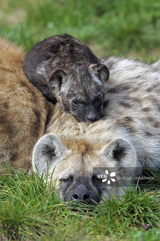 休息在父母身上的年轻斑点鬣狗图片素材