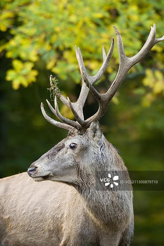 红鹿（马鹿）头部画像，德国莱茵兰-普法尔茨火山埃ifel道恩野生动物园图片素材