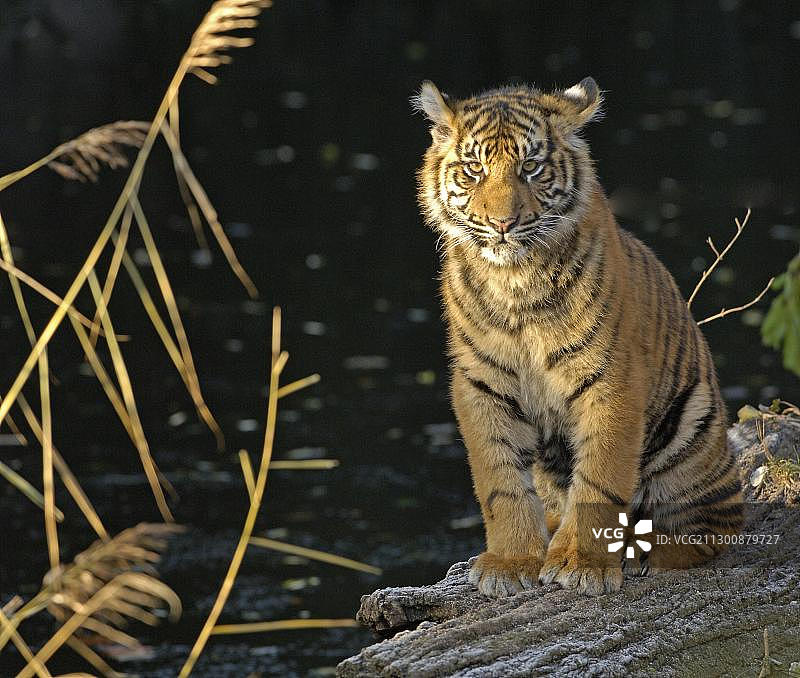 年轻的苏门答腊虎图片素材