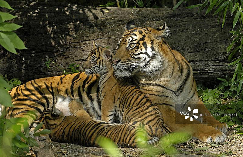 幼年苏门答腊虎哺乳图片素材