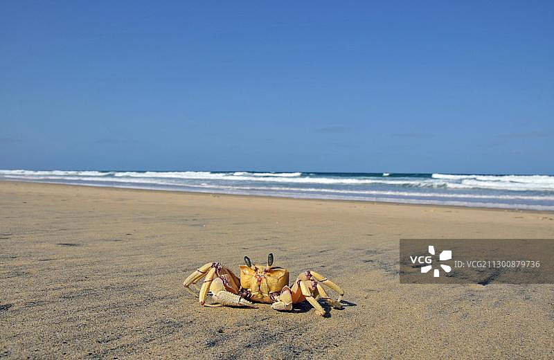 沙滩上的幽灵蟹，圣卢西亚湿地公园，南非图片素材