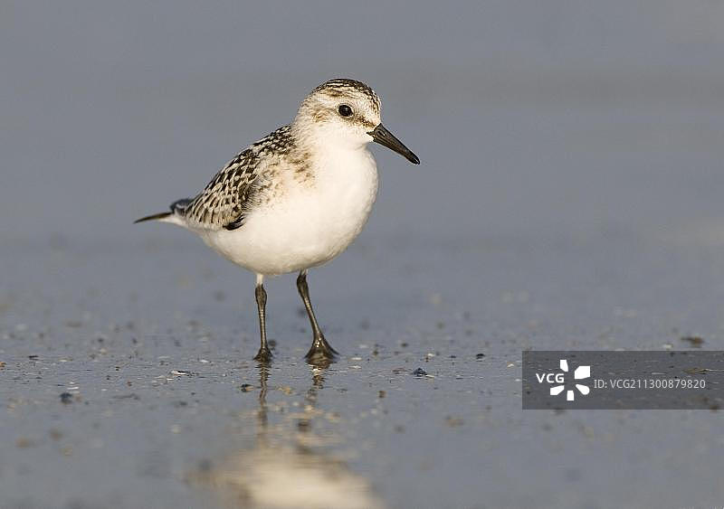 白腰鹬图片素材