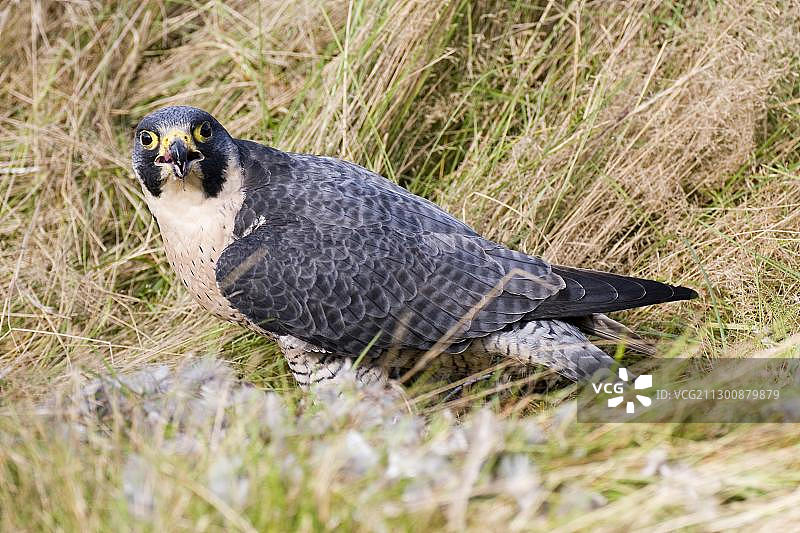 游隼（Falco peregrinus）在德国莱茵兰-普法尔茨的草地上拔食鹧鸪羽毛图片素材