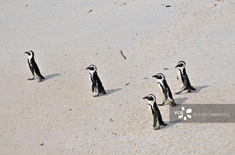 非洲企鹅（Speniscus demersus），位于南非西开普省西蒙镇的巨石海滩图片素材