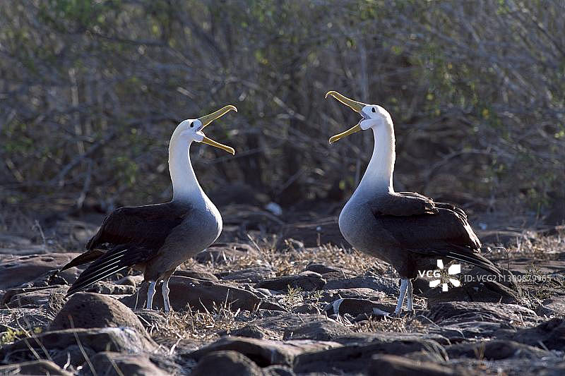 waved 信天翁对（信天翁）求偶舞，西班牙岛，加拉帕戈斯群岛，厄瓜多尔，南美洲图片素材