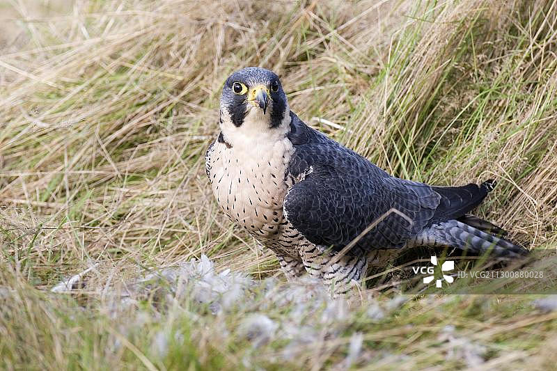 游隼正在高草丛中啄食死去的灰 partridge图片素材