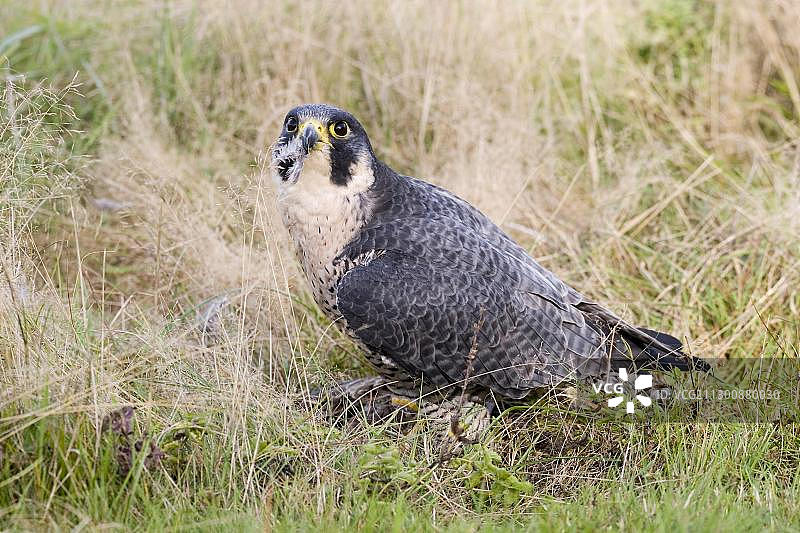 游隼正在高草丛中啄食死去的灰 partridge图片素材