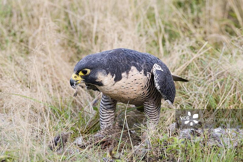 游隼正在高草丛中啄食死去的灰 partridge图片素材