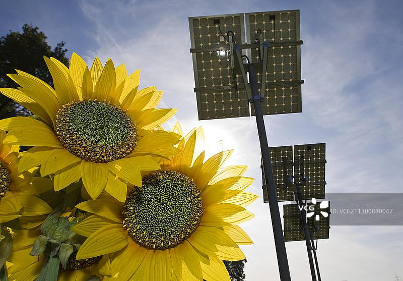 清洁能源，来自可再生能源的生态电力，向日葵，背景为太阳能收集器，太阳能电池板吸收太阳能，黑森州，德国，欧洲图片素材