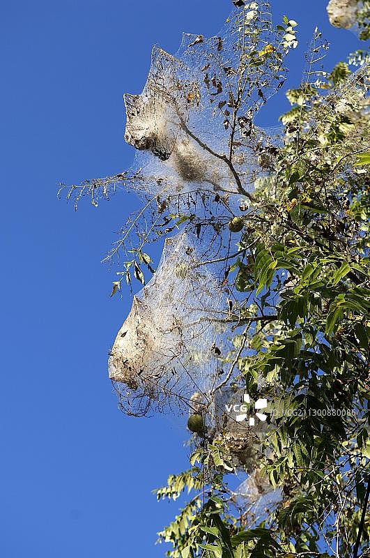 树上的森林帐篷毛虫，美国新泽西州图片素材