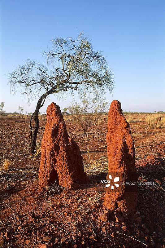 澳大利亚内陆的白蚁丘，北领地，大洋洲图片素材