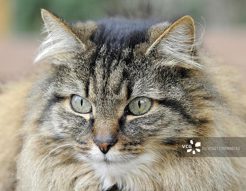 长毛虎斑家猫肖像图片素材