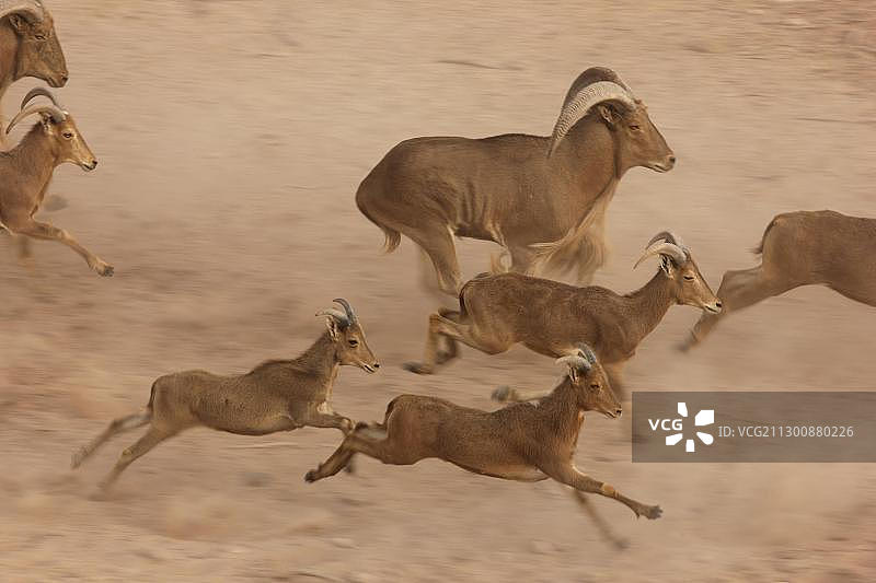阿拉伯海湾 Sir Bani Yas 岛上的 Barbary 绵羊图片素材