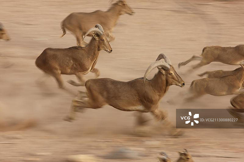 阿拉伯海湾 Sir Bani Yas 岛上的 Barbary 绵羊图片素材