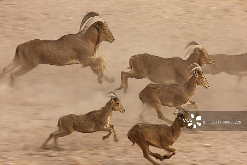 在阿拉伯联合酋长国阿布扎比附近的锡尔巴尼岛上的北非 Barbary sheep图片素材