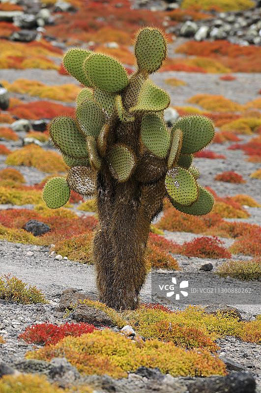 生长在加拉帕戈斯sesuvium地毯上的仙人掌，南广场岛，加拉帕戈斯群岛，厄瓜多尔图片素材