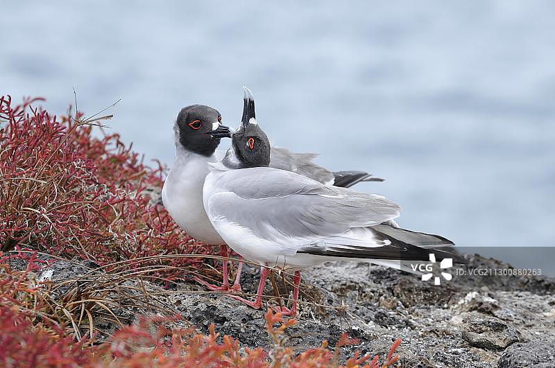 加拉帕戈斯群岛上的燕尾鸥图片素材