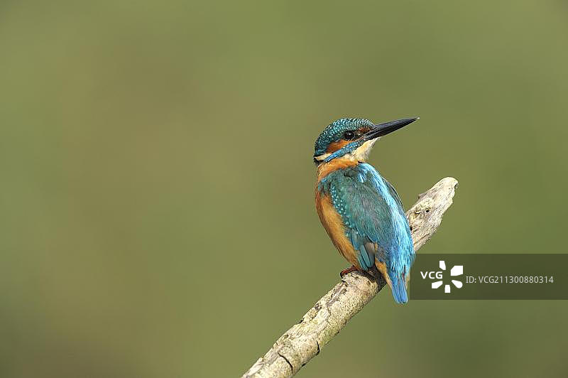 普通翠鸟，荷兰，欧洲图片素材