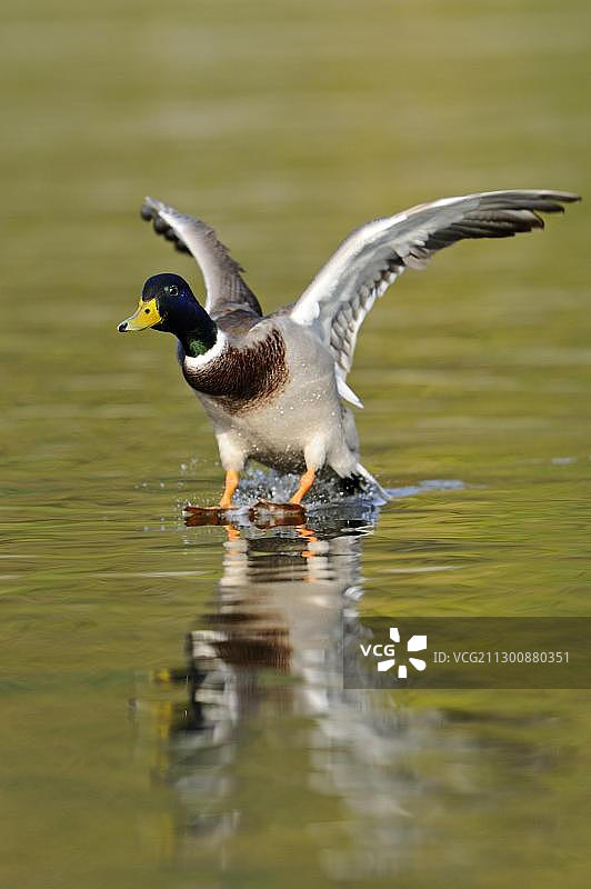 绿头鸭雄鸟图片素材