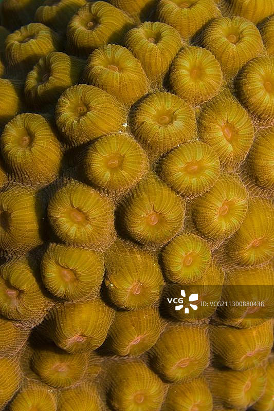 蜂巢珊瑚（蜂巢珊瑚属），加勒比海罗坦岛的中美洲珊瑚图片素材