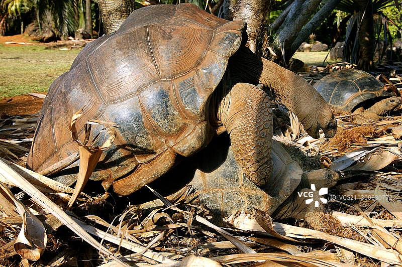 毛里求斯拉凡尼耶鳄鱼公园的交配陆龟图片素材
