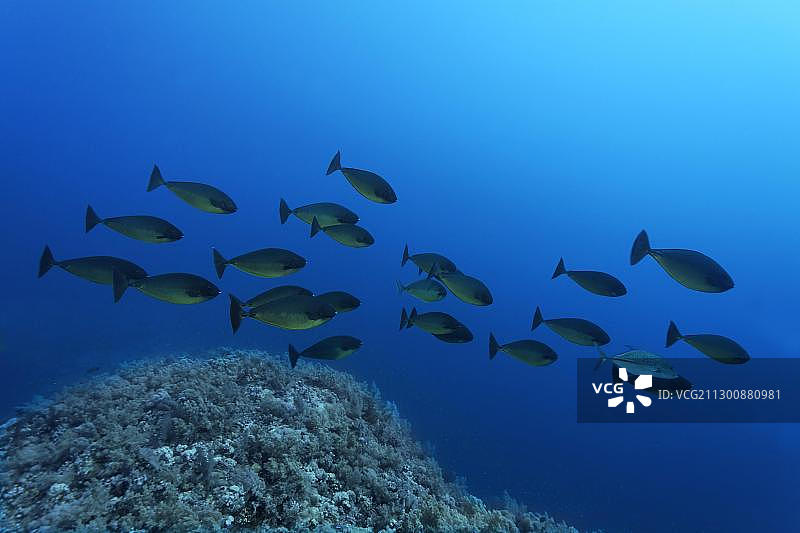 一群蓝背鼻鱼（Naso hexacannthus）在珊瑚礁上游动，位于非洲埃及红海的胡尔格达图片素材