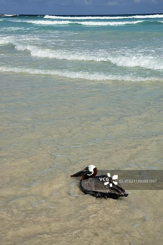 棕色鹈鹕，（Pelecanus occidentalis），厄瓜多尔加拉帕戈斯群岛，南美洲图片素材