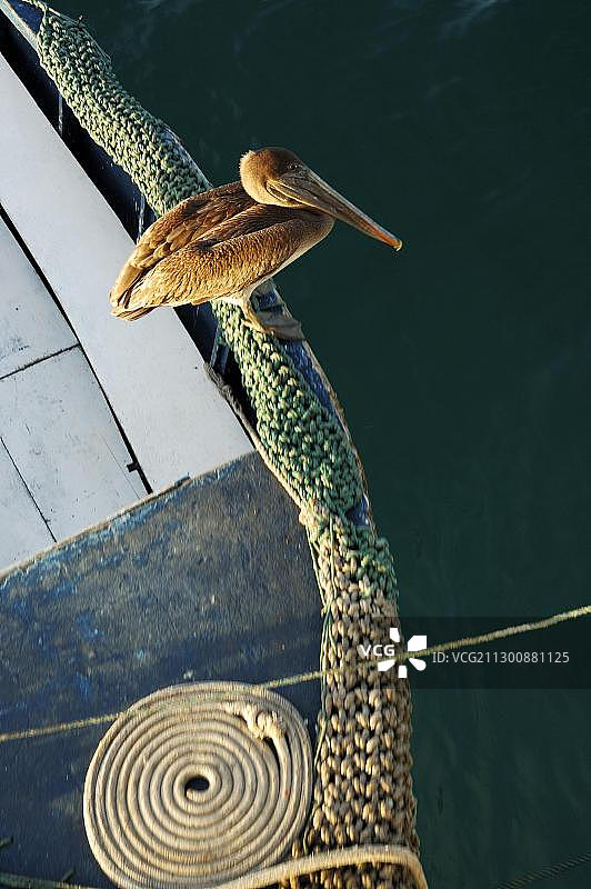 棕色鹈鹕，（Pelecanus occidentalis），厄瓜多尔加拉帕戈斯群岛，南美洲图片素材