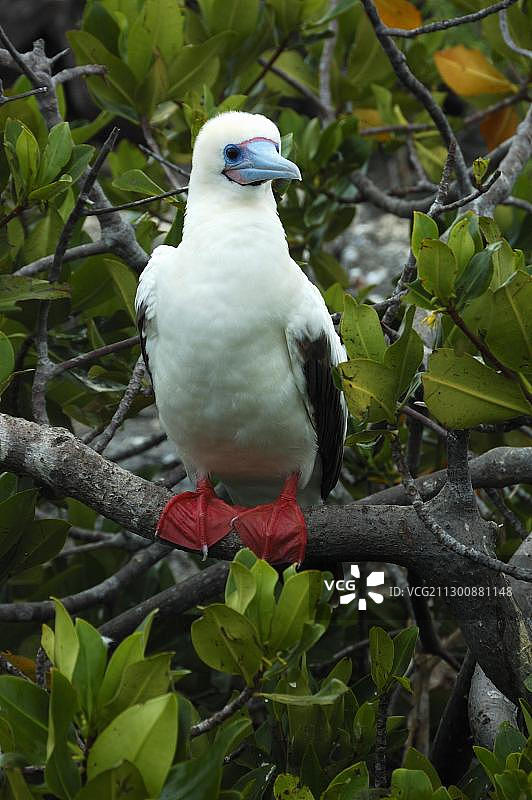 红脚鲣鸟，加拉帕戈斯群岛，厄瓜多尔图片素材