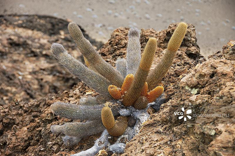 加拉帕戈斯群岛的熔岩仙人掌图片素材
