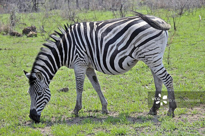 非洲南非Hluhuwe-Imfolozi公园的斑马图片素材