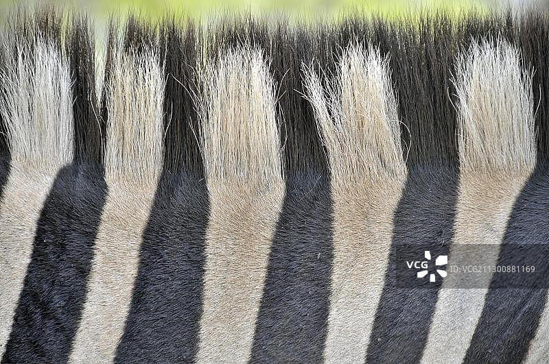 非洲南非赫卢赫卢韦-因弗洛兹公园的斑马图片素材