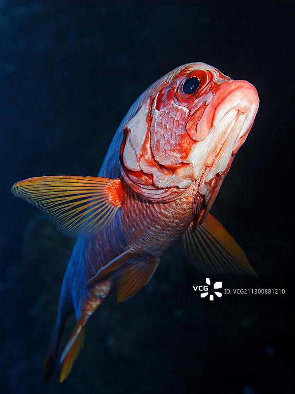 红海的松球鱼图片素材