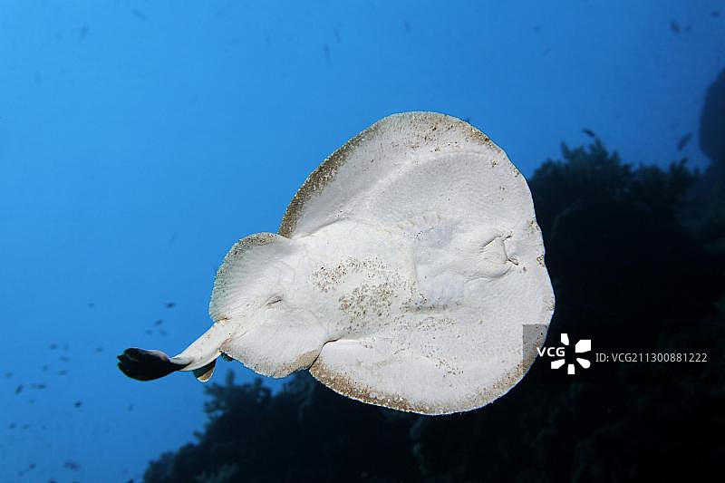 从下往上看豹纹电鳐，在珊瑚礁中游动，兄弟岛，红海，埃及，非洲图片素材