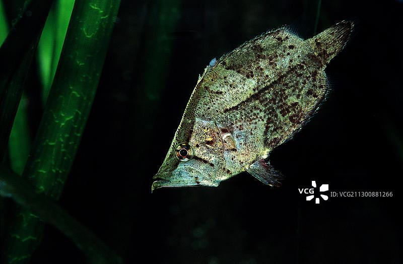 南美洲叶鱼，内格罗河，亚马逊河流域，奥里诺科河，西圭亚那，南美洲图片素材