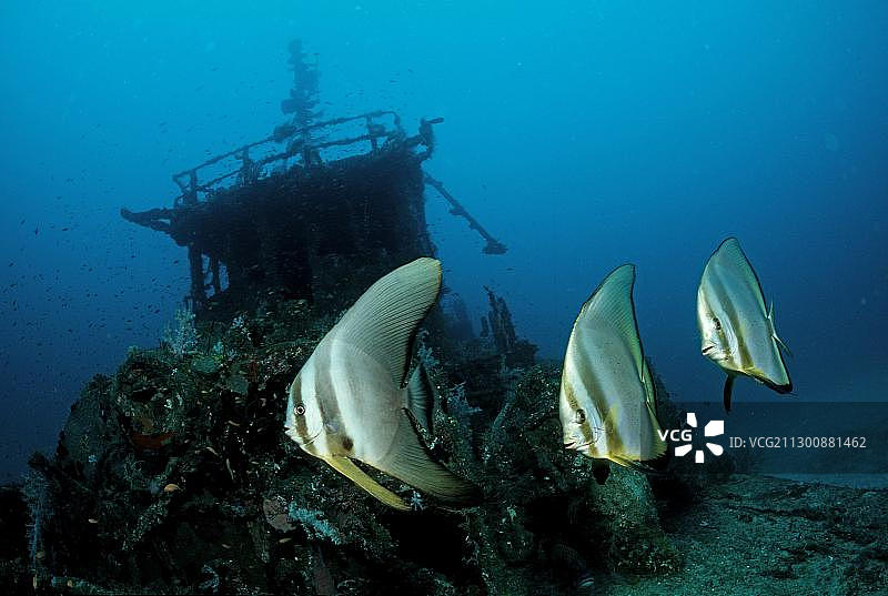 燕鱼与水肺潜水员，马尔代夫阿里环礁，印度洋，亚洲图片素材
