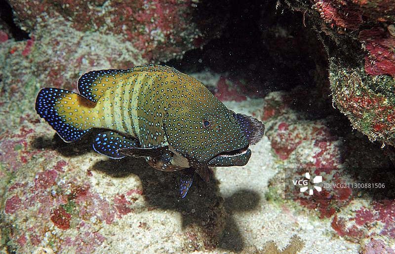 孔雀石斑鱼，埃及红海扎巴贾德岛图片素材