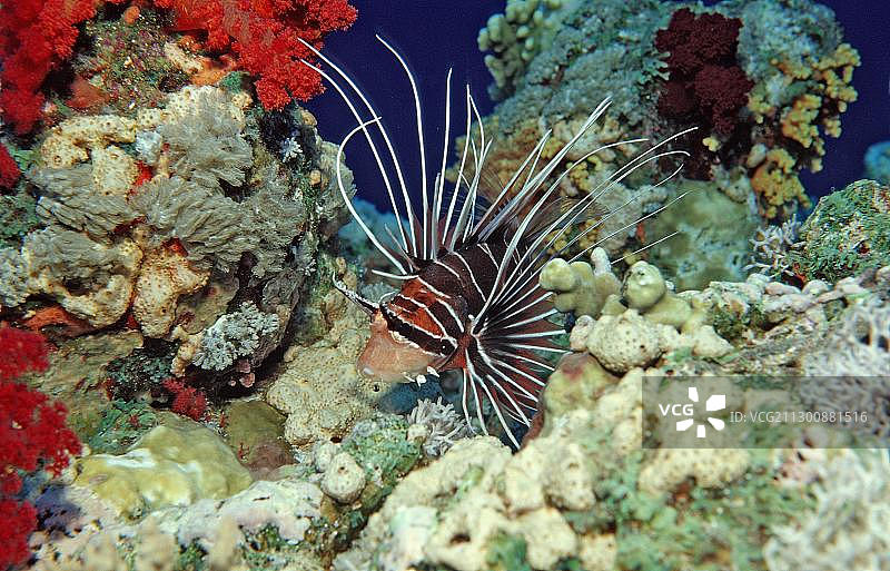 辐射蓑鲉（Pterois radiata），位于非洲埃及红海的岩石岛图片素材